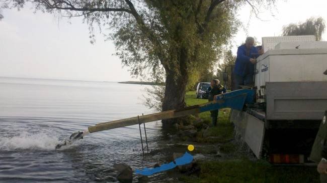 Haltelepítési beszámoló és előrejelzés